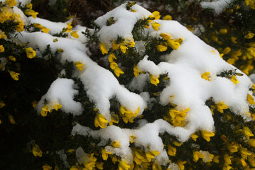 Close up of gorse flowers with green spines covered in fresh snow