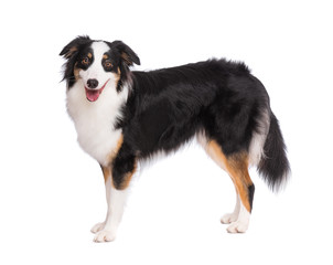 Portrait of cute young Australian Shepherd dog standing, isolated on white background. Beautiful adult Aussie, posing in studio and looking at camera.