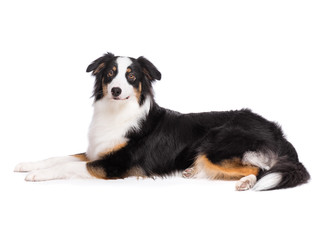 Portrait of cute young Australian Shepherd dog is lying on floor, isolated on white background. Beautiful adult Aussie, posing in studio.
