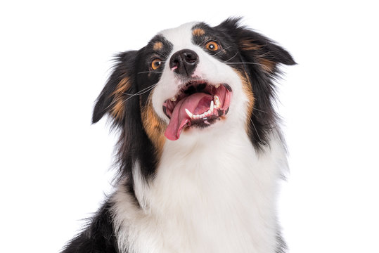 Close up portrait of cute young Australian Shepherd dog with tongue out, isolated on white background. Beautiful adult Aussie, looking up away.