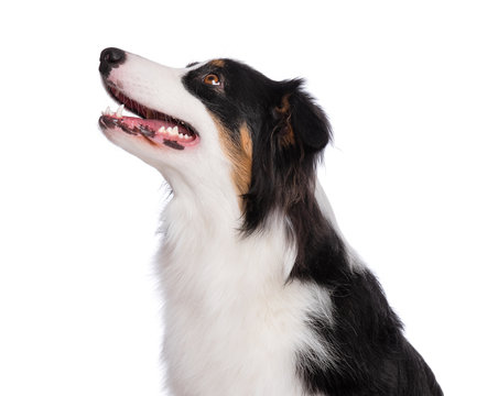 Close up portrait of cute young Australian Shepherd dog - profile, isolated on white background. Beautiful adult Aussie, looking up away.