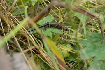Little lizard sitting in the grass