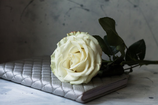beautiful white rose on concrete preet and wall with paint splashes