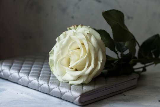 beautiful white rose on concrete preet and wall with paint splashes