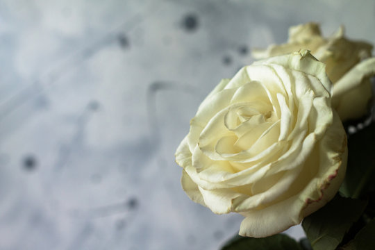 beautiful white rose on concrete preet and wall with paint splashes