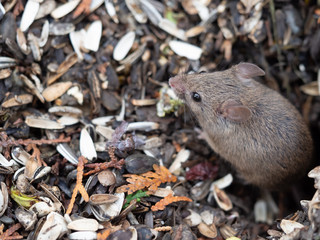 Mouse and mousehole