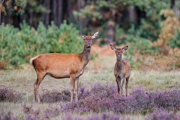 Female red deer with her calf on the heath fields in the forest of National Park Hoge Veluwe in the Netherlands
