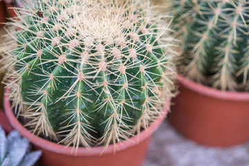 cactus, succulents, thorns, close-up Wallpaper, houseplant