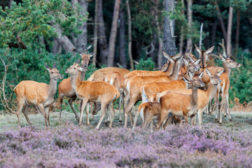 Naklejka na ściany i meble A herd of red deer females and calfs in the heath field in the forest of National Park Hoge Veluwe in the Netherlands