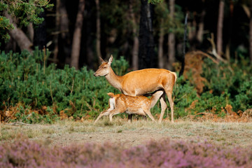 Female red deer with her calf drinking on the heath fields in the forest of National Park Hoge Veluwe in the Netherlands