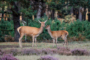 Naklejka na ściany i meble Female red deer with her calf on the heath fields in the forest of National Park Hoge Veluwe in the Netherlands