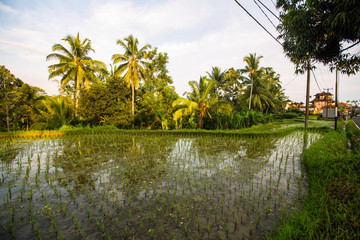 Green rice terraces on Bali island.