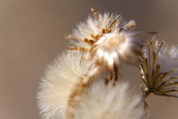 Macro fotograf&iacute;a de plantas