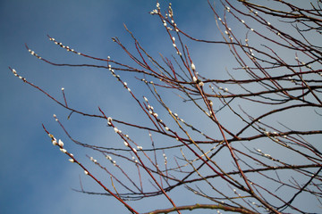 Looking up through willow in winter with catkins at clear blue sky