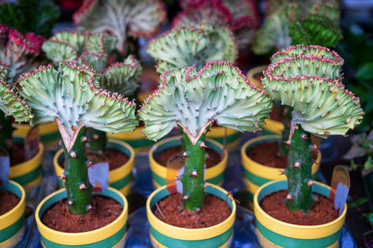 รูปภาพCristata – เลือกดูภาพถ่ายสต็อก เวกเตอร์ และวิดีโอ66,509 | Adobe Stock