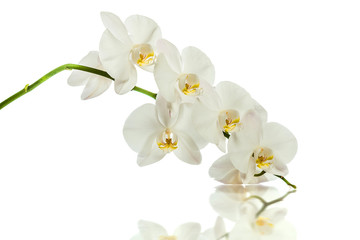 Obraz na płótnie Canvas Orchid. A branch of white orchids. Greeting card. Beautiful composition. Isolate on white background. White orchid branch with reflection on white background