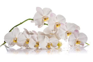 Orchid. A branch of white orchids. Greeting card. Beautiful composition. Isolate on white background. White orchid branch with reflection on white background
