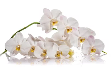 Foto auf Acrylglas Orchidee. Ein Zweig weißer Orchideen. Grußkarte. Schöne Komposition. Auf weißem Hintergrund isolieren. Weiße Orchideenniederlassung mit Reflexion auf weißem Hintergrund © Nataliya Schmidt