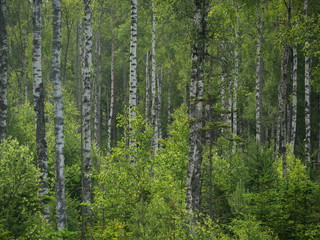 birch