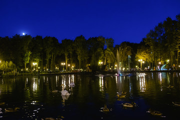 Fototapeta na wymiar Swans. Night Lighting in the park on water.