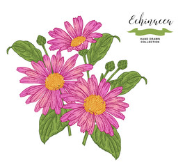 Echinacea  flowers and leaves. Floral composition. Medical herbs set. Hand drawn vector illustration.