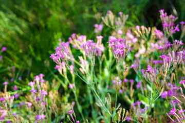 Lychnis Viscaria vulgaris flowers closeup