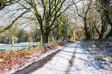path in the park, road in winter forest, snow and sunlight