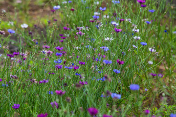 purple and blue wildflowers grow among the grass in the field