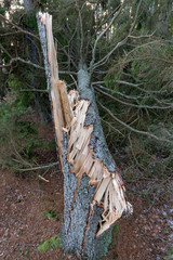 pine tree blown down with open wood