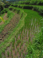 Bali. Rice field near of Ubud. Indonesia. Asia