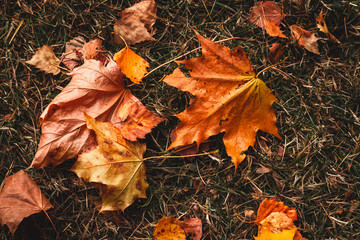 Bl&auml;tter am Boden