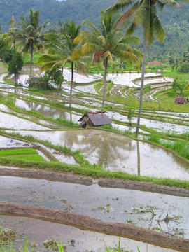 Bali. Rice field near of Ubud. Indonesia. Asia
