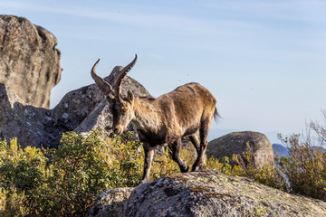 The amazing Spanish Mountain Goat an amazing antelope that lives in the mountains of Spain climbing the steep rocky walls at rugged terrains, here we can see it in the mountain meadows playing curious