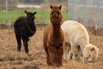 Three alpacas black, brown and beige