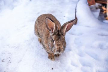 Grey rabbit sitting on the snow