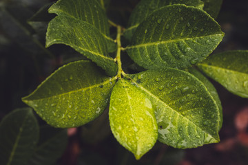 Bl&auml;tter mit Regentropfen