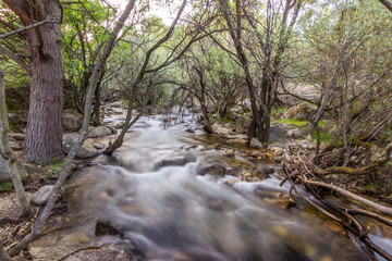 Manzanares river water stream going down in between the trees inside the forests of La Pedriza at Guadarrama National Park in the countryside of Madrid an amazing environment in the mountains