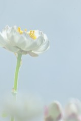 ハナカンザシの花