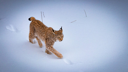 Luchs im Schnee