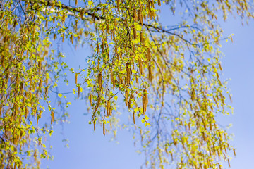 Birch branch during flowering on blue sky background_