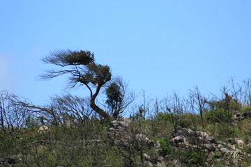 tree in the mountains