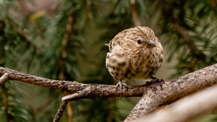 Bird perched in Yellowstone