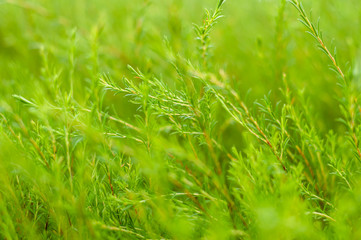 Grass background with lovely lens blur.