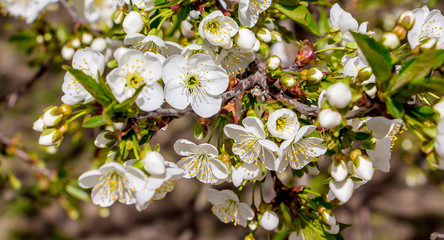 Background of white cherry flowers in sunny weather_