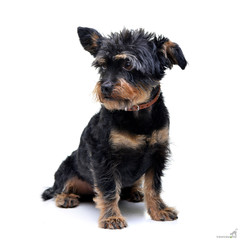 Studio shot of an adorable mixed breed dog