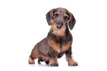 Studio shot of an adorable wire haired dachshund