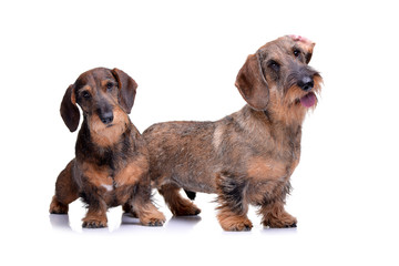 Studio shot of two adorable wire haired dachshund