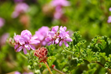 Pink Flowers