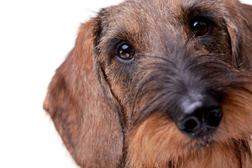 Portrait of an adorable wire haired dachshund