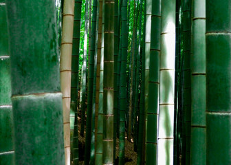 Green bamboo trees in Summer